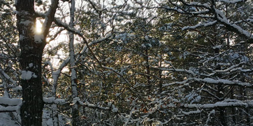 Naturbild tagen i februari