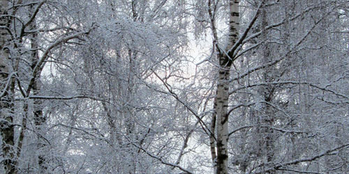 Naturbild tagen i januari