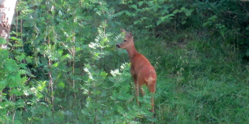 Naturbild tagen i juli