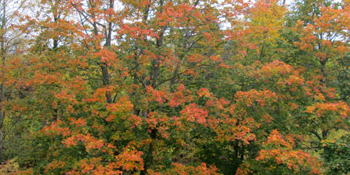 Naturbild tagen i oktober