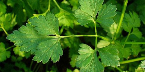 Persilja stjälk och blad