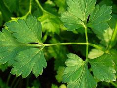 Persilja stjälk och blad